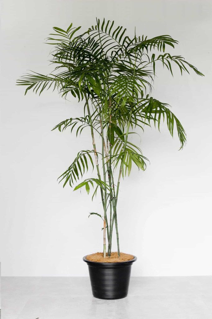 bamboo-plant tanaman hias pembersih udara